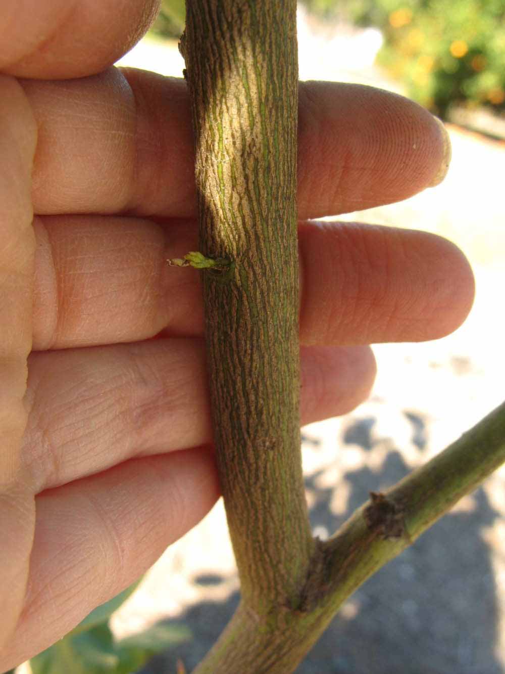              Bark (Winter Haven, FL)       